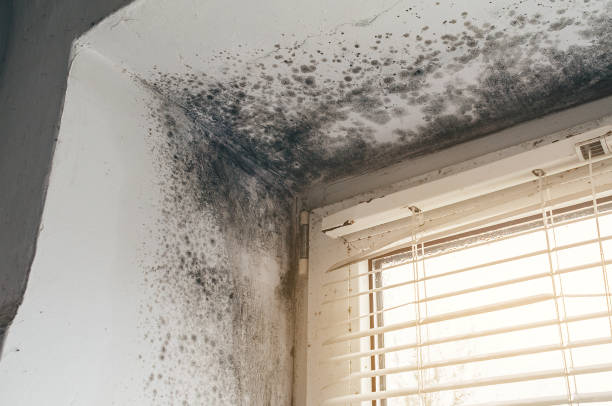 Mold Remediation service in Garrett, Garrett, WA